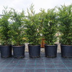 Cyprusovec leylandský (Cupressocyparis leylandii) ´PYRAMIDALIS 2001´ - výška 80-100 cm, kont. C9L 